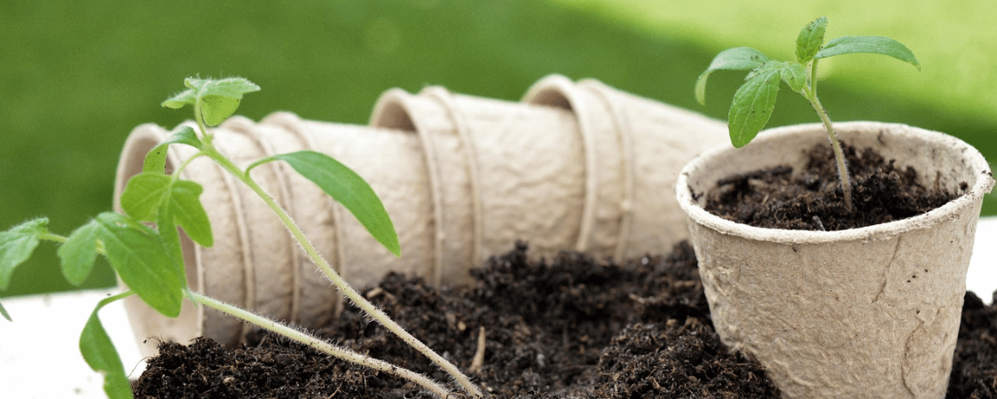 Pěstování rajčat na balkoně